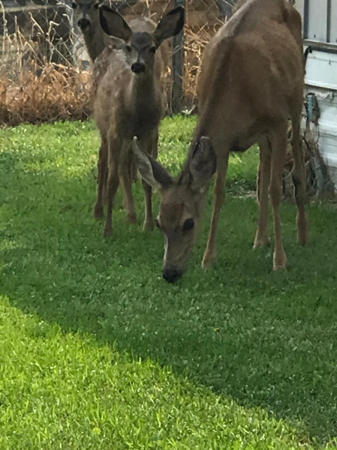 Goose Creek Rv Park & Campground Wilbur Bagian luar foto